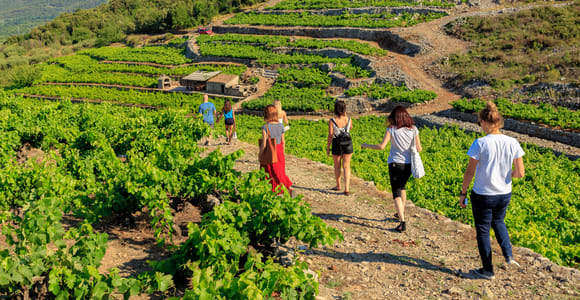 Pelješac Full-Day Wine and Food Tour from Dubrovnik