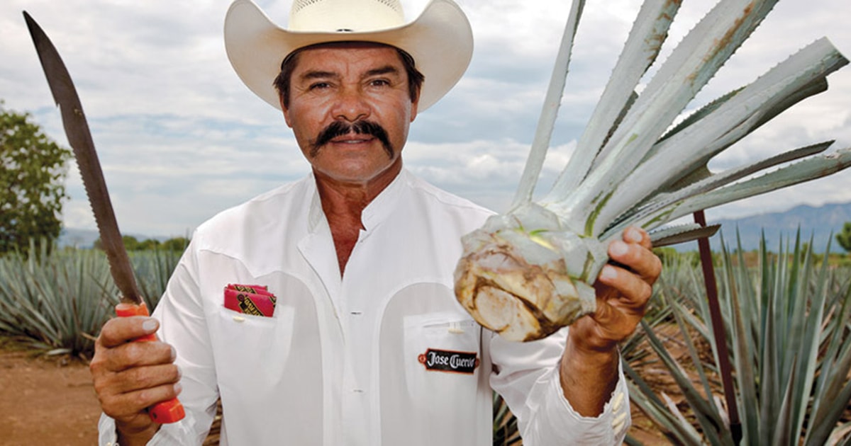 From Guadalajara Jose Cuervo Distillery & Tequila Town Tour GetYourGuide