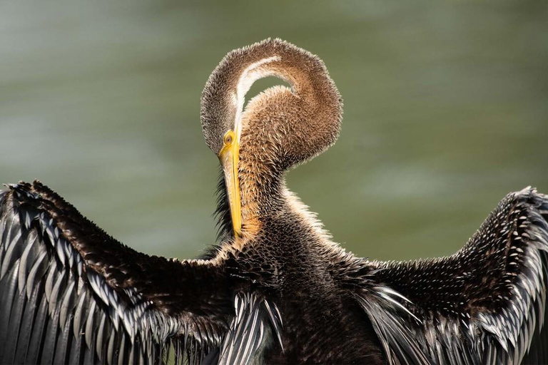 巴拉特布尔：凯奥拉迪奥国家公园导览游（含接送）巴拉特布尔：凯奥拉德奥国家公园导览游（含接送）