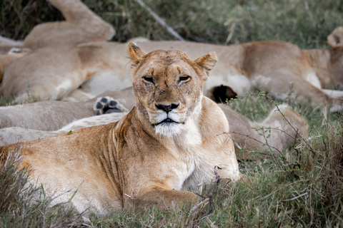 Arusha: Safari di 6 giorni nel Serengeti con visita al villaggio MasaiArusha: safari di 6 giorni nel Serengeti con visita al villaggio Masai