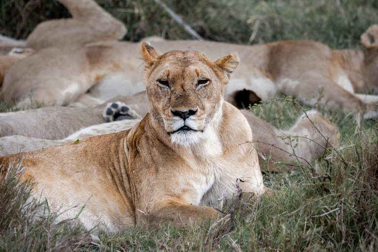 Arusha: Safari di 6 giorni nel Serengeti con visita al villaggio MasaiArusha: safari di 6 giorni nel Serengeti con visita al villaggio Masai