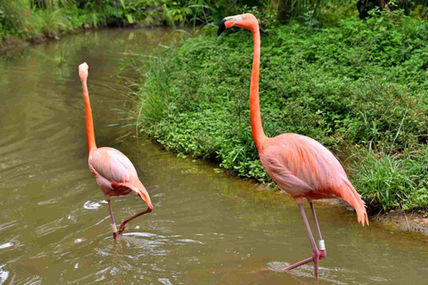 Cartagena National Aviary Private Tour