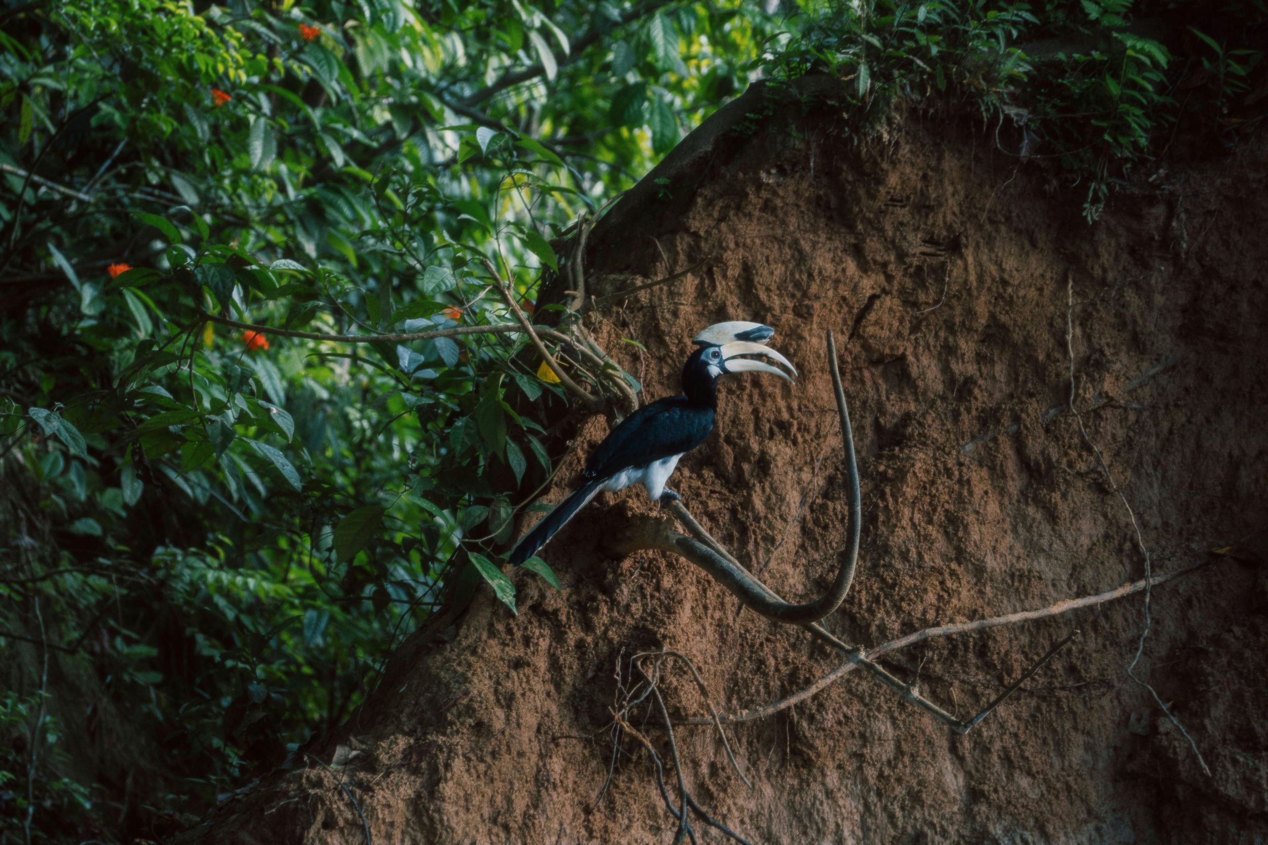 Ab Sandakan: 3-tägige Vogelbeobachtungstour am Kinabatangan