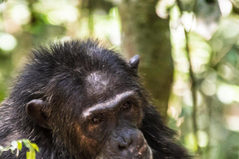 3-Day Kibale National Park Chimpanzee Tour