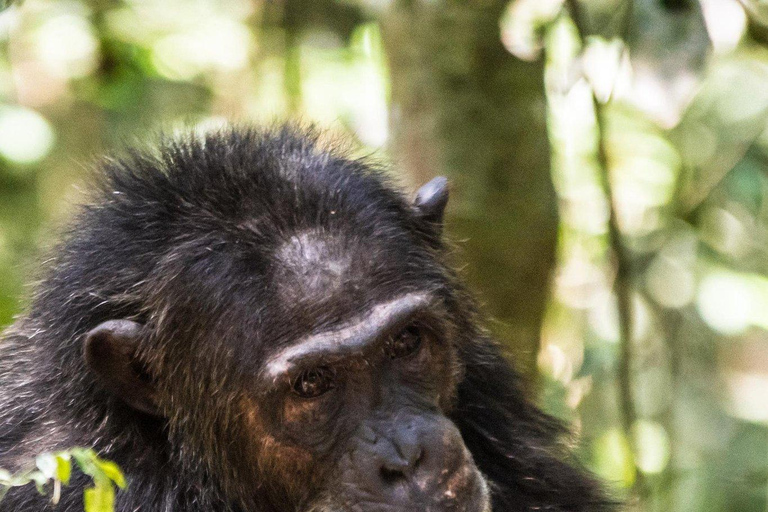 3-Day Kibale National Park Chimpanzee Tour