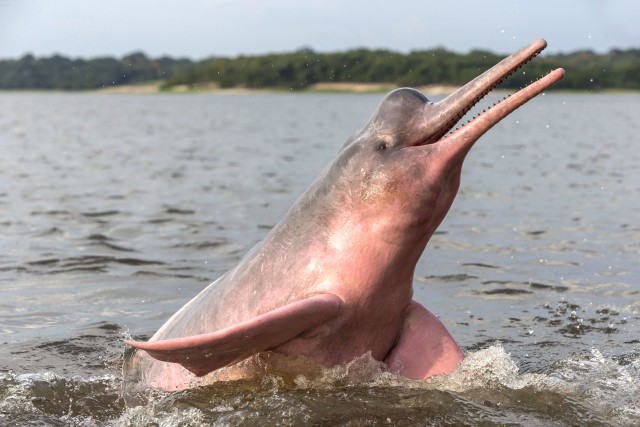 Visit Manaus Guided Amazon Dolphins Day Trip with Boat and Pickup in Manaus