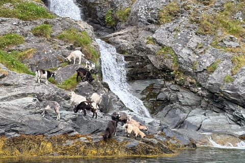 Flåm: Nærøyfjord RIB-boat Experience & Waterfalls