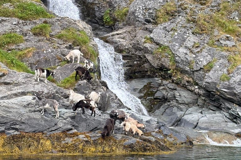 Flåm: Nærøyfjord RIB-boat Experience & Waterfalls