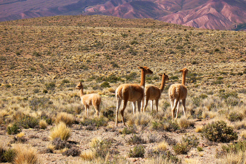 Salta: Excursión de un día a la Quebrada de Humahuaca y Purmamarca