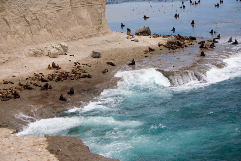 From Puerto Madryn: Valdes Peninsula Full-Day Tour