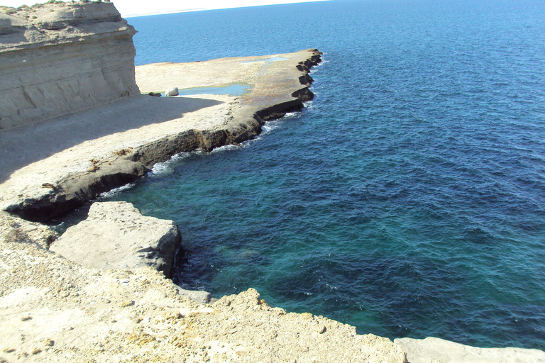 From Puerto Madryn: Valdes Peninsula Full-Day Tour