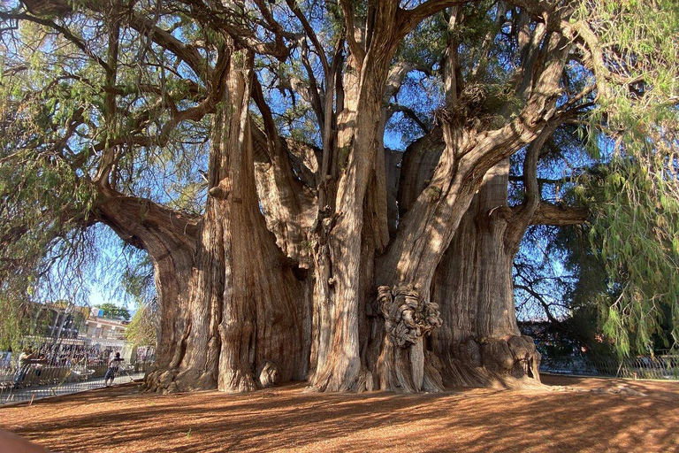 Oaxaca Hierve el Agua, Mitla, Árbol del Tule &amp; Mezcal