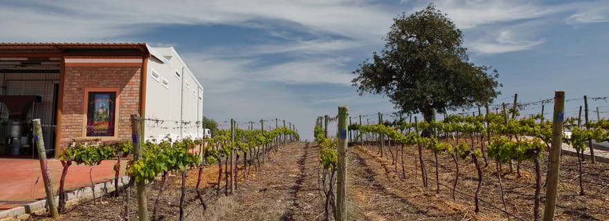 L'expérience du monde du vin