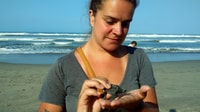 .Acapulco, Baby Turtle Release Tres Palos Lagoon Eco w/Lunch - Hizvo