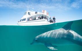 Perth: Swim with Wild Dolphins Tour