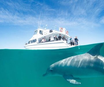 Perth: Swim with Wild Dolphins Tour