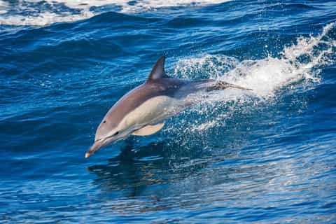 Algarvian Mountain Off Road and Cave and Dolphin Boat Tour