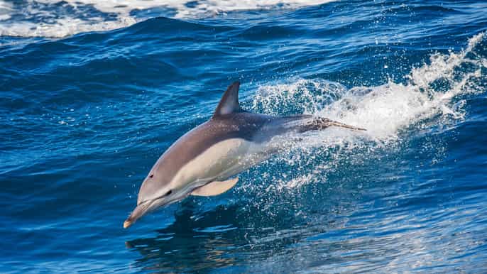 algarvian mountain off road og cave and dolphin boat tour