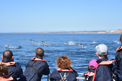 New: Into the Wild - 3H w/Marine Biologists - dolphins &more