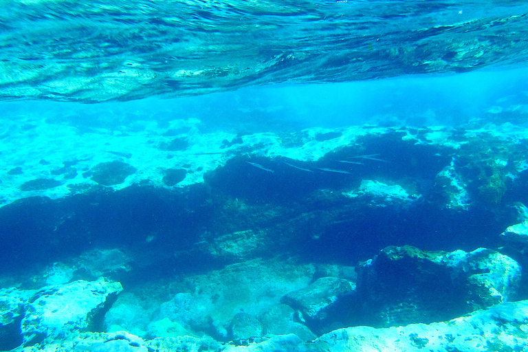 Tenerife Exclusive Snorkeling Trip with Marine Biologist