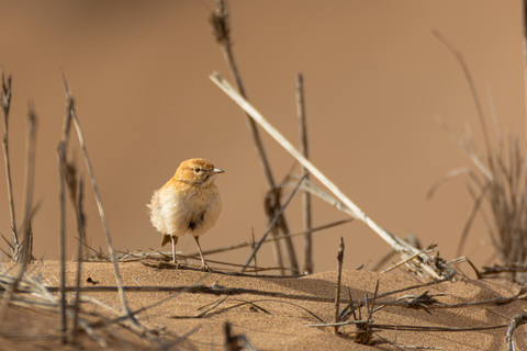 Walvisbay: Namib Naukluft Birding, Landscape & Photography