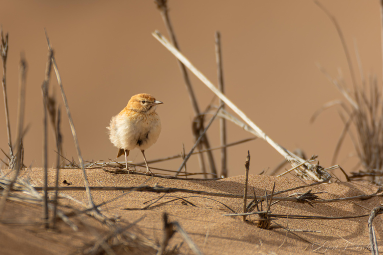 Walvisbay: Namib Naukluft Birding, Landscape & Photography