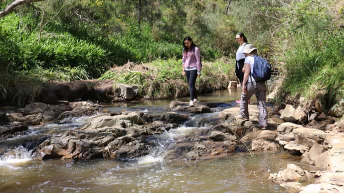 bushwalk vin og grill eco tour