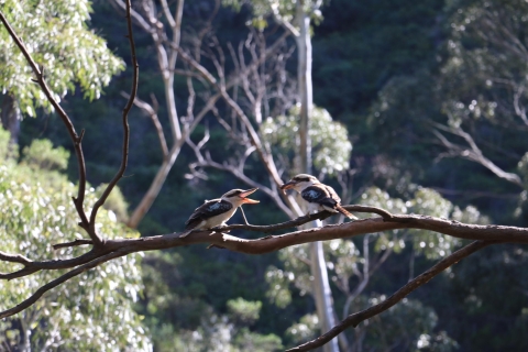 Adelaide: Morialta Wilderness und Wildlife HikeAdelaide: Morialta Wilderness und Wildlife Hike mit Mittagessen