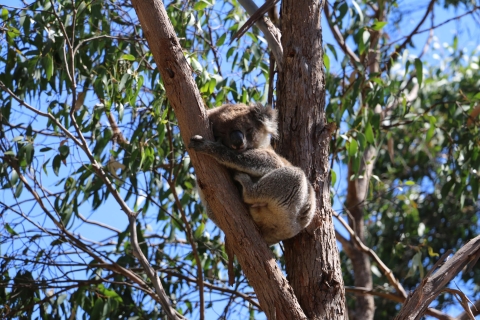 Adelaide: Morialta Wilderness and Wildlife HikeAdelaide: Morialta Wilderness and Wildlife Hike met lunch