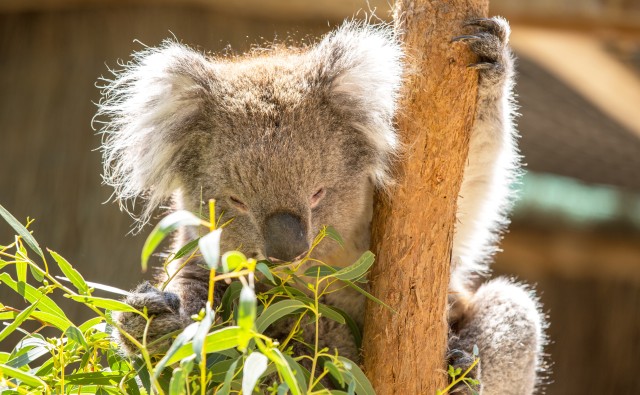 Visit Cleland Wildlife Park Experience with Mount Lofty Summit in Hahndorf, South Australia