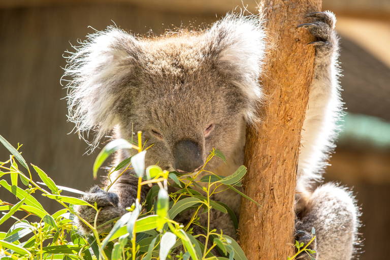 Upplevelse i Cleland Wildlife Park med Mount Lofty Summit