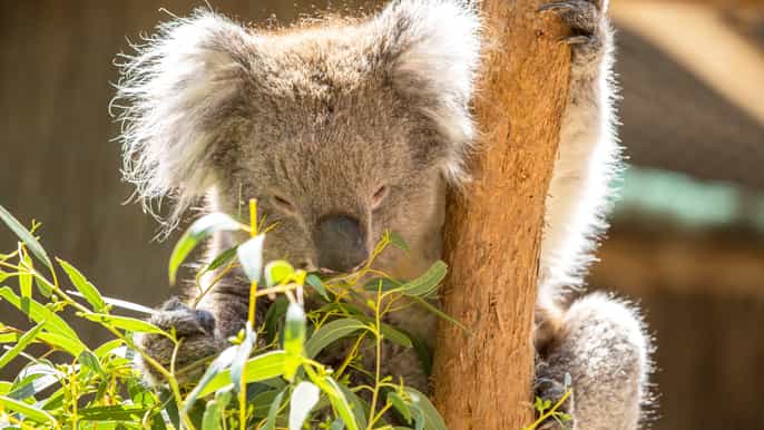 cleland wildlife park erfaring med mount lofty summit