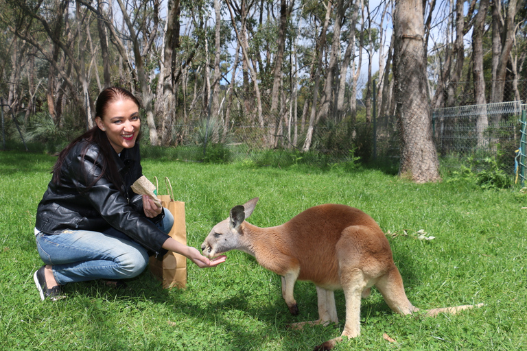 Cleland Wildlife Park Experience con Mount Lofty Summit