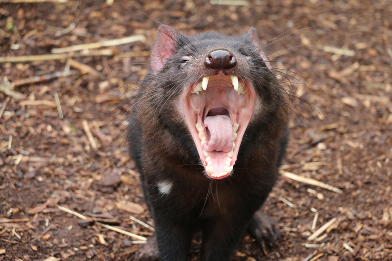 Cleland Wildlife Park Erfahrung mit Mount Lofty Gipfel