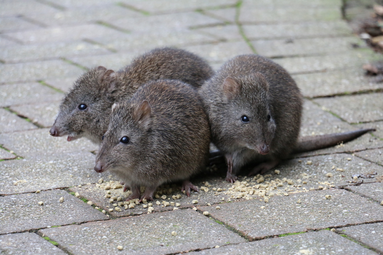 Expérience dans le parc animalier de Cleland avec le sommet du mont Lofty