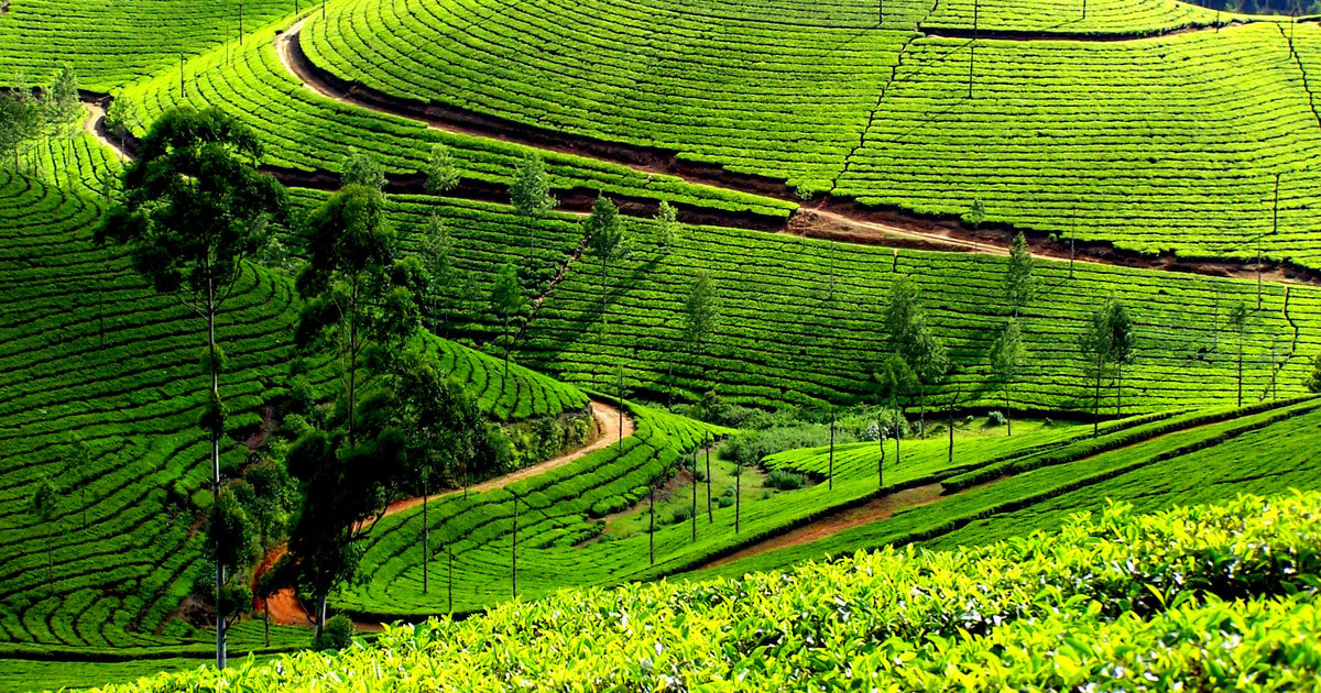 Munnar Private Day Trip | GetYourGuide