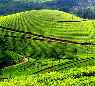 Day Trips and Tours from Munnar