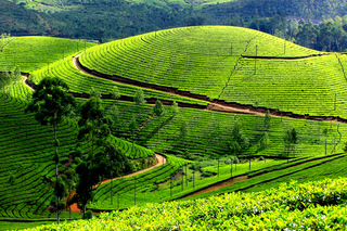 Excursions à la journée depuis Munnar