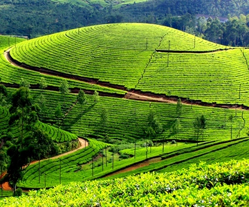 Munnar Private Day Trip