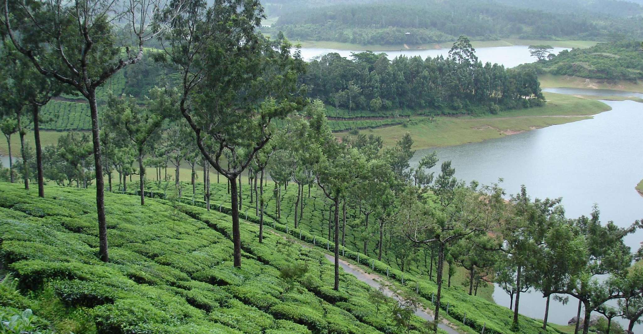 Munnar Private Day Trip - Housity