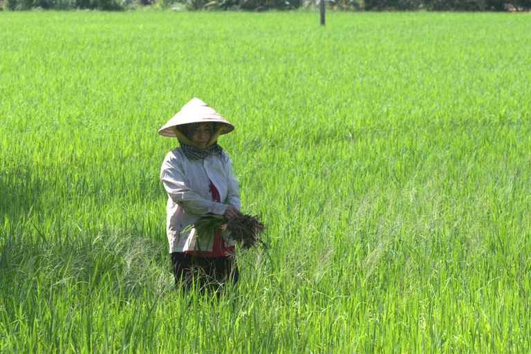 Desde Ho Chi Minh: viaje privado de día completo al delta del Mekong