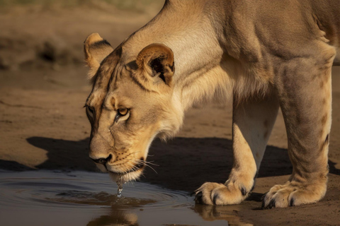 Zanzibar: 3-dniowe szybkie safari z przelotem do Serengeti