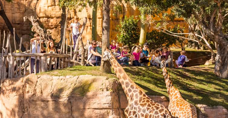 Bioparc Valencia, Valencia - Book Tickets & Tours | GetYourGuide