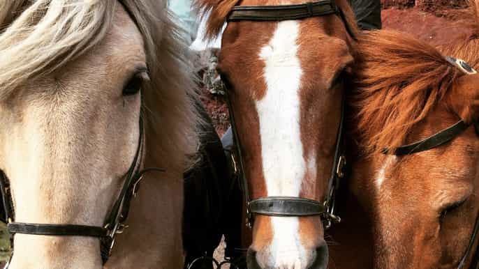 horses and spa riding tour and spa