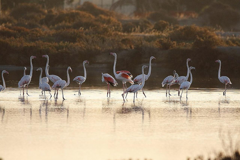 Algarve: Open Jeep Adventure, Flamingos & Ria Formosa Trip