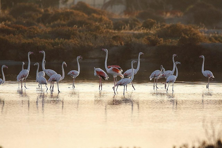 Algarve: Open Jeep Adventure, Flamingos & Ria Formosa Trip