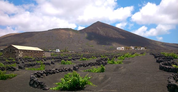 Round vine hollows edged with dark stone walls across a black volcanic slope