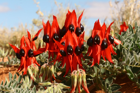 From Adelaide: 3-Day Flinders Ranges Small Group Eco Safari Superior Motel Unit, Single