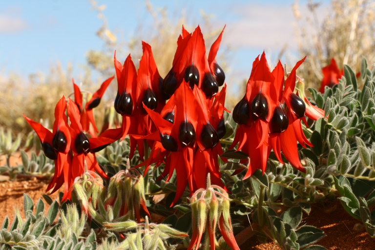 From Adelaide: 3-Day Flinders Ranges Small Group Eco Safari Single Standard Motel Unit