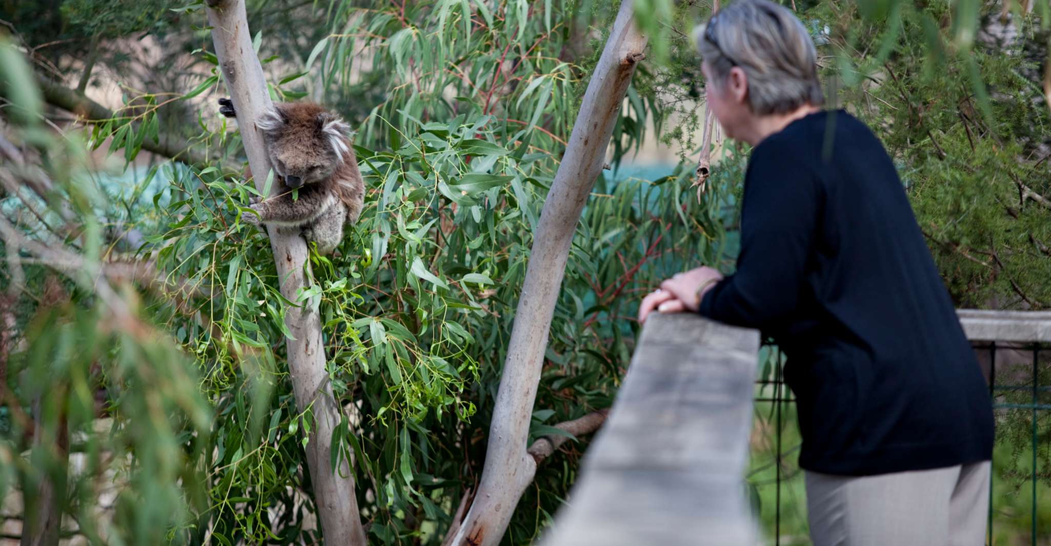 Phillip Island, Penguin Parade and Multi Attraction Pass - Housity